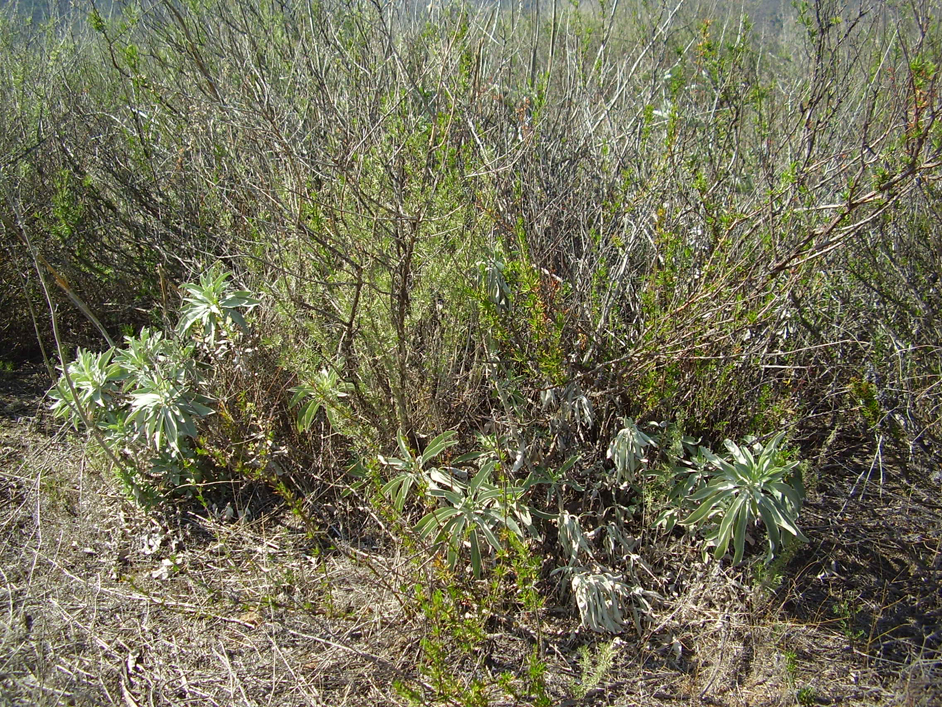 3Shrubs