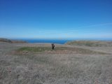 Prescribed fire and soil microbial communities in a native perennial grassland